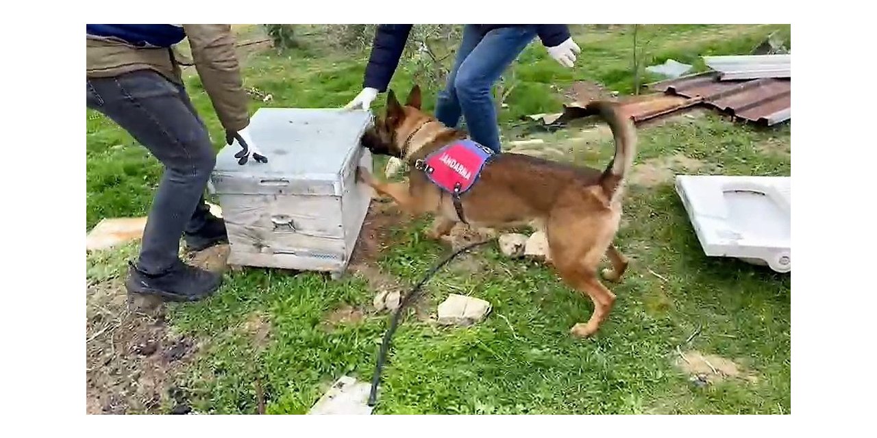 Jandarmanın bağ evine yaptığı operasyonda 11 kilo esrar ele geçirildi