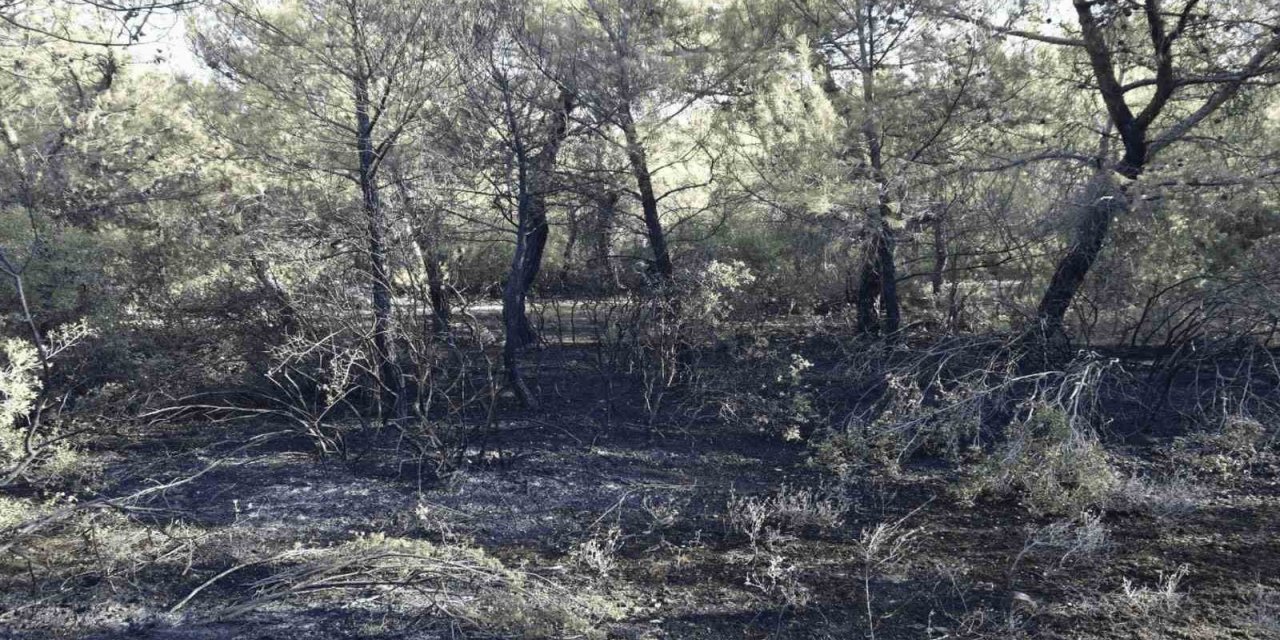 Akhisar’da orman yangını çıkaran 3 kişi yakalandı