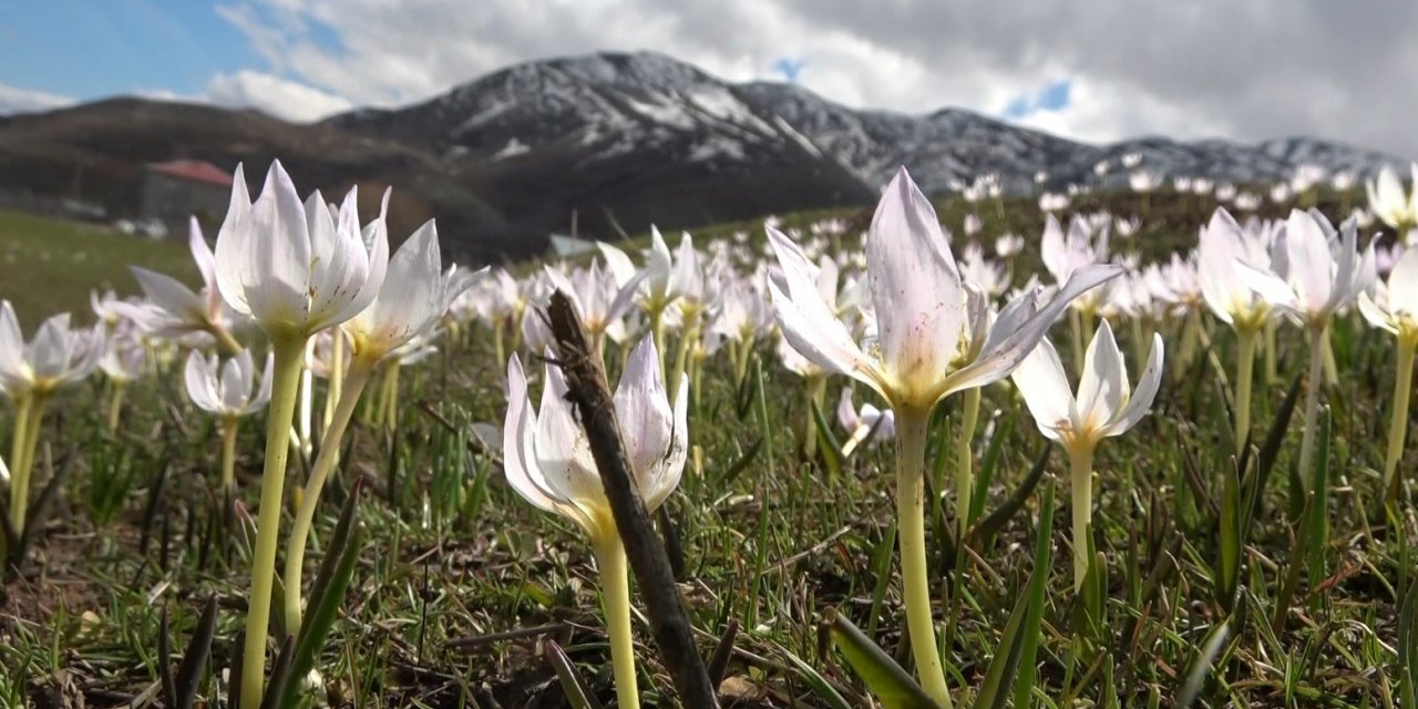 Muş Ovası’nda kardelen cümbüşü