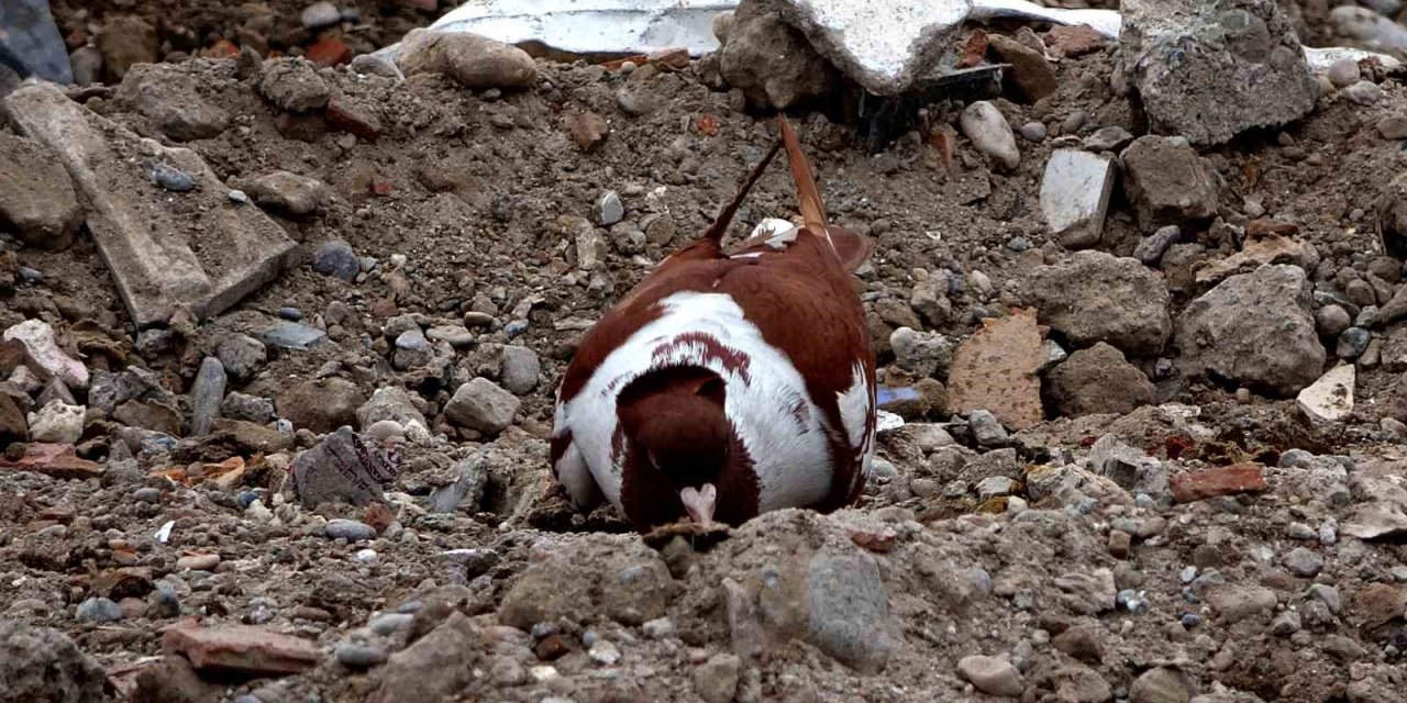 Sahipsiz kalan cins güvercinler deprem enkazında yem aradı