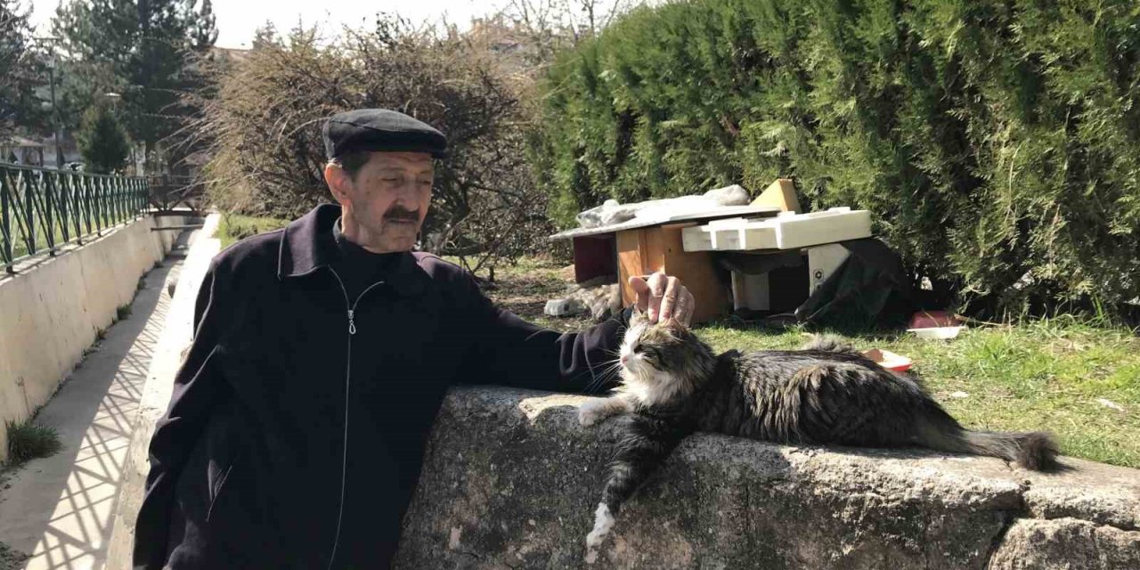 Komşularının istemediği kedileri için parka ev yaptı