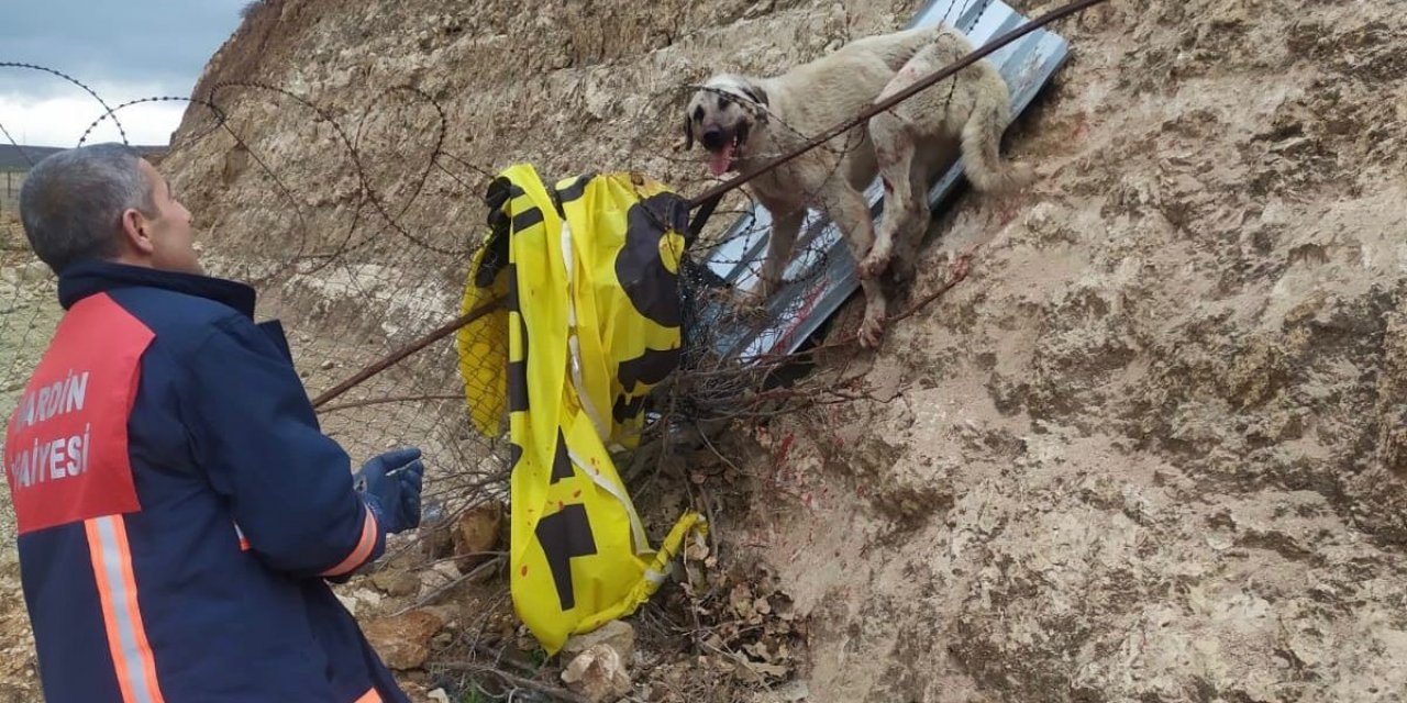Jiletli telde takılı kalan köpek kurtarıldı