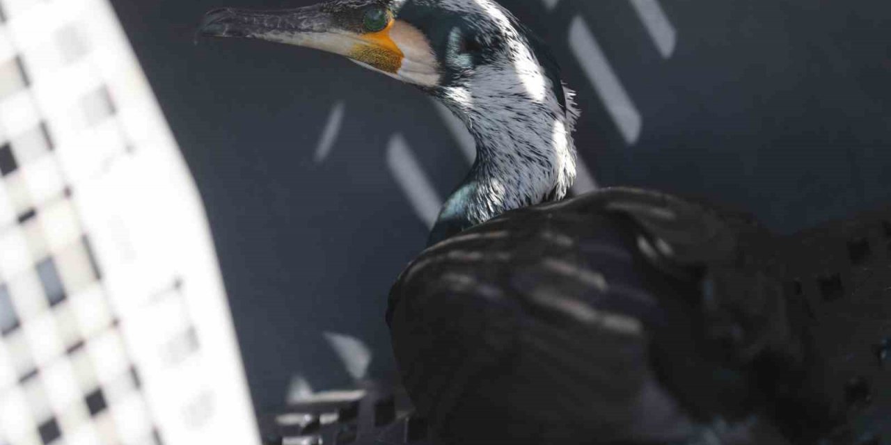 Tedavi edilen Karabatak  Boğaçayı’na salındı