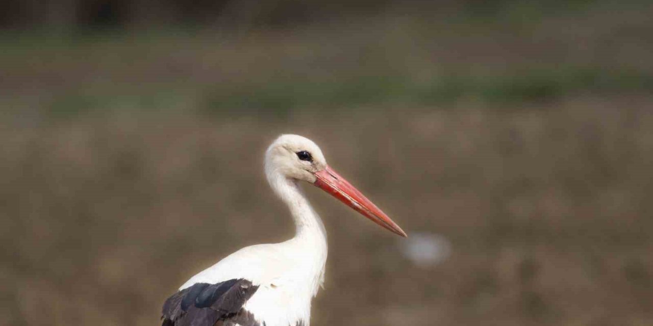 İlkbaharın müjdecileri Eskişehir’de