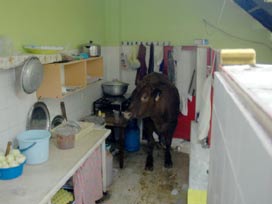 Anguslar firarda! VİDEO