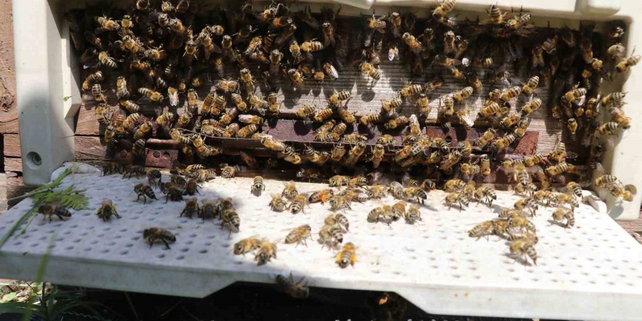 İş adamlarının silah ruhsatı için ’arıcılık’ oyununu jandarma bozdu