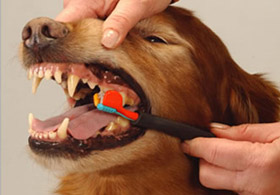 Böyle 'Vatan Borcu'na pes