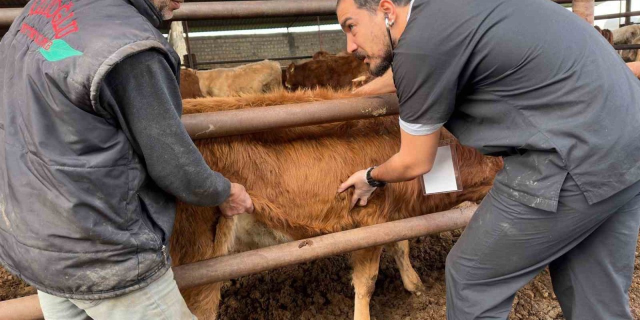 DEÜ’lü uzmanlardan deprem bölgesinde şap virüsü uyarıları