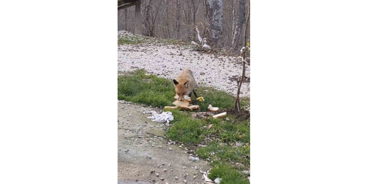 Önlerine çıkan tilkiyi beslediler