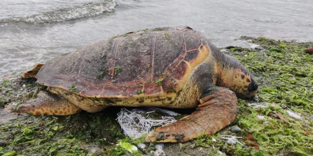 Ölü caretta caretta Altınova sahilinde kıyıya vurdu