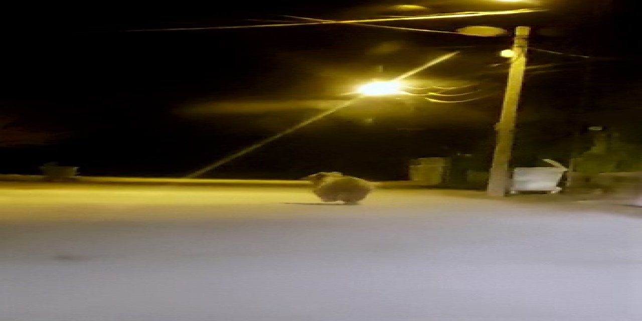 Yozgat’ta ilçe merkezine inen ayı cep telefonu ile görüntülendi