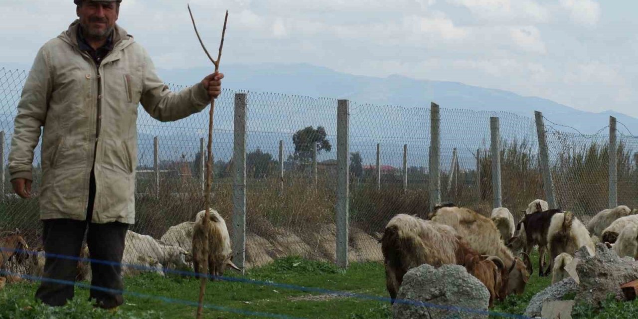 Bahar yağmurları çobanların yüzünü güldürdü