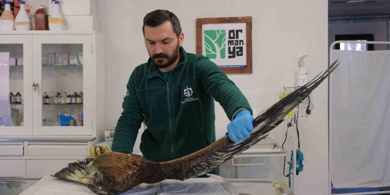 Binlerce yaban hayvanı hayata döndürüldü