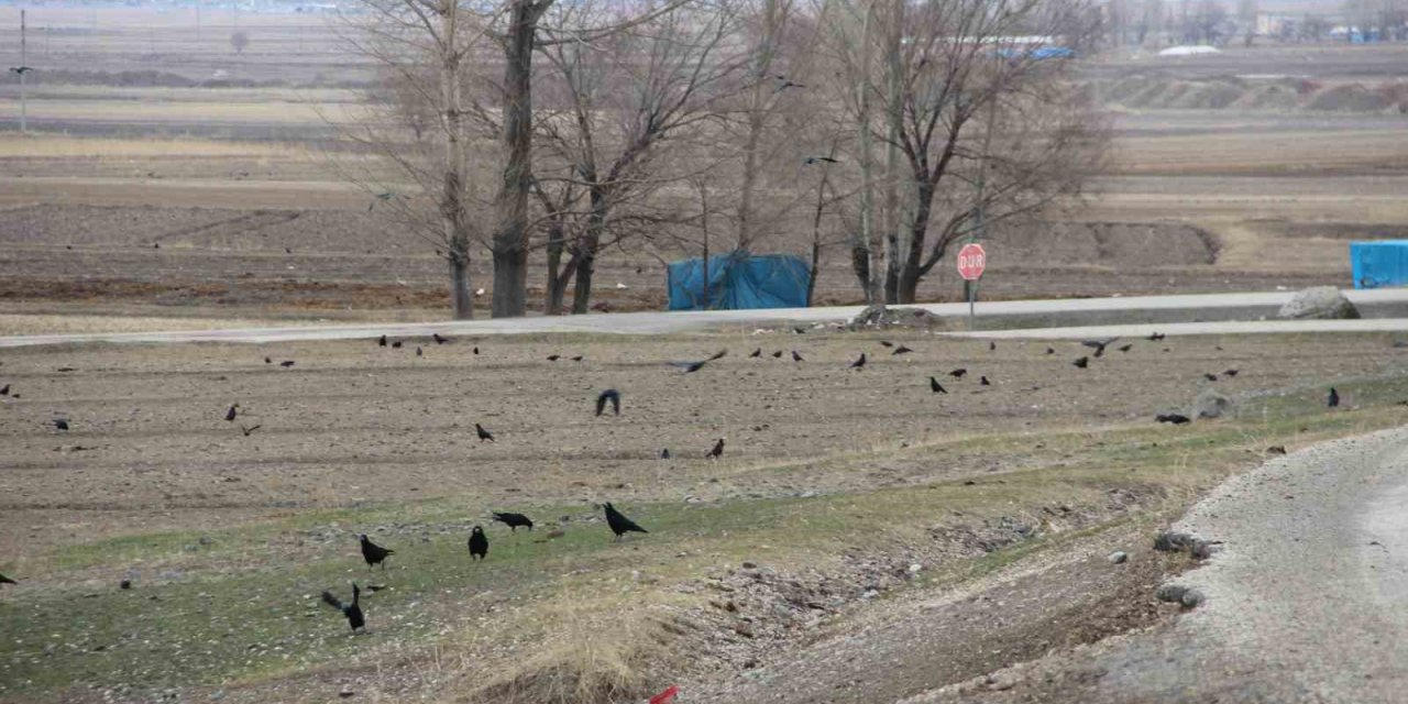 Köyü istila eden kargalar bahçe ve tarlalara dadandı