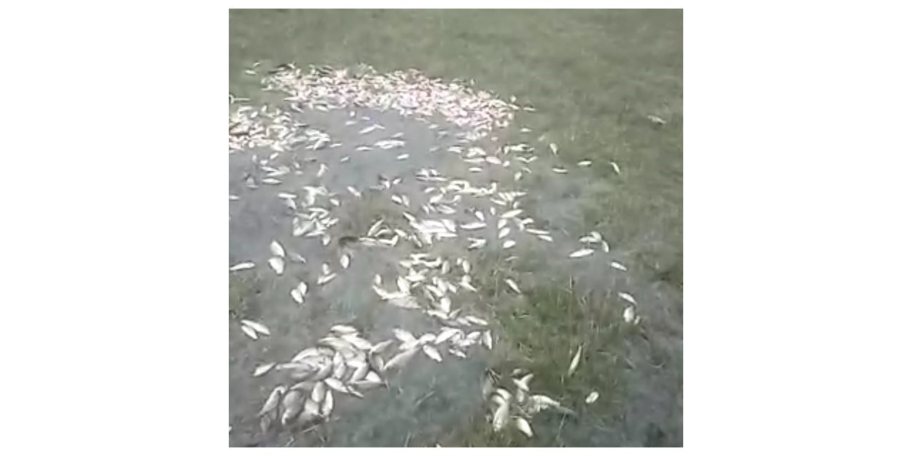 Malatya’da sel nedeniyle taşan göldeki balıklar karaya vurdu