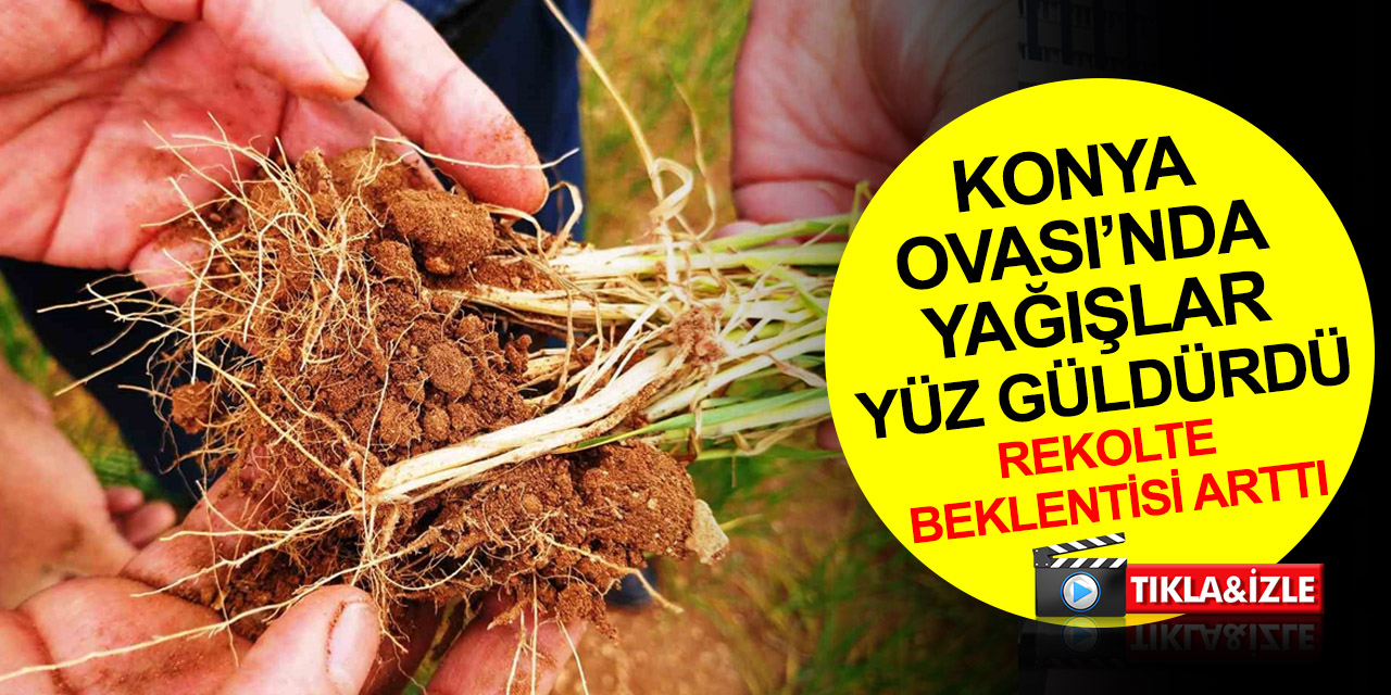 Tahıl ambarı Konya Ovası’nda yağışlar yüz güldürdü! Rekolte beklentisi yeniden 2 milyon tona çıktı