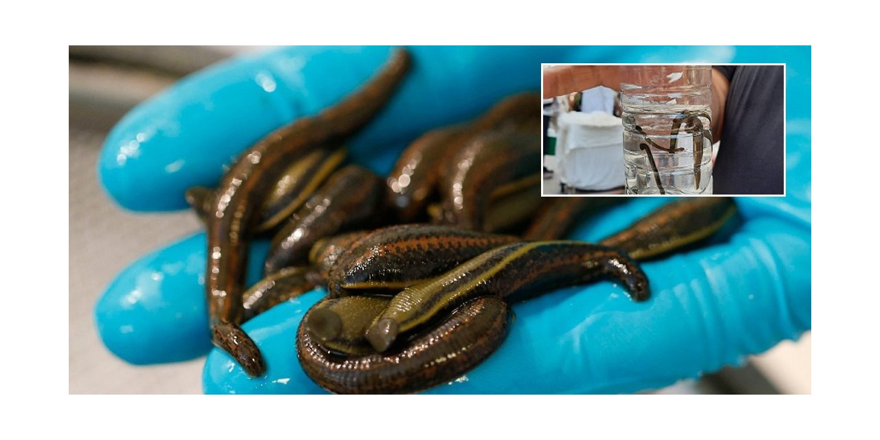 Bolu’da 15 Mart-31 Ağustos tarihleri arasında avcılık ve toplayıcılık yasaklandı