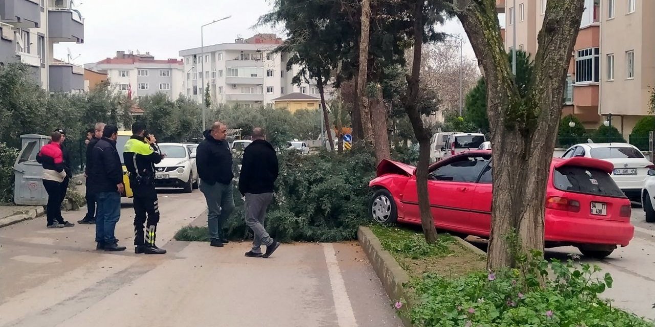 Alkollü sürücü ağacı devirerek durabildi