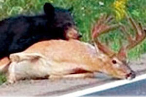 Aç ayılar mezarlara saldırdı