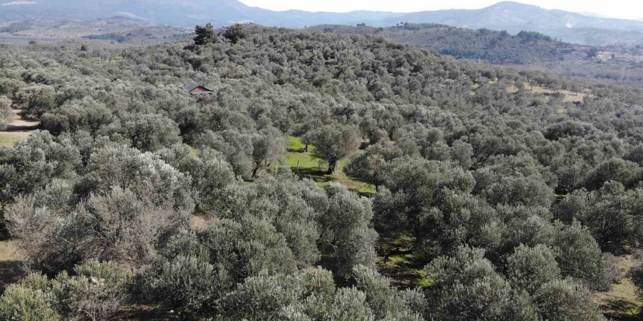Halkalı leke hastalığı zeytinleri vuruyor