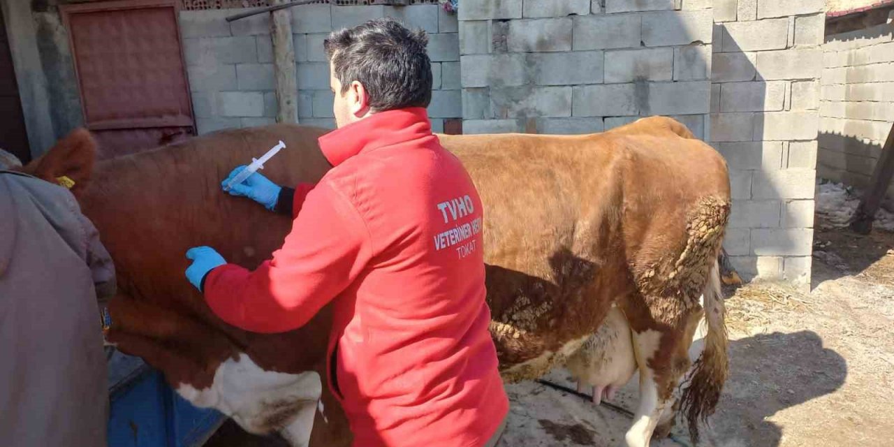 Depremde hayvanların da yaraları sarıldı