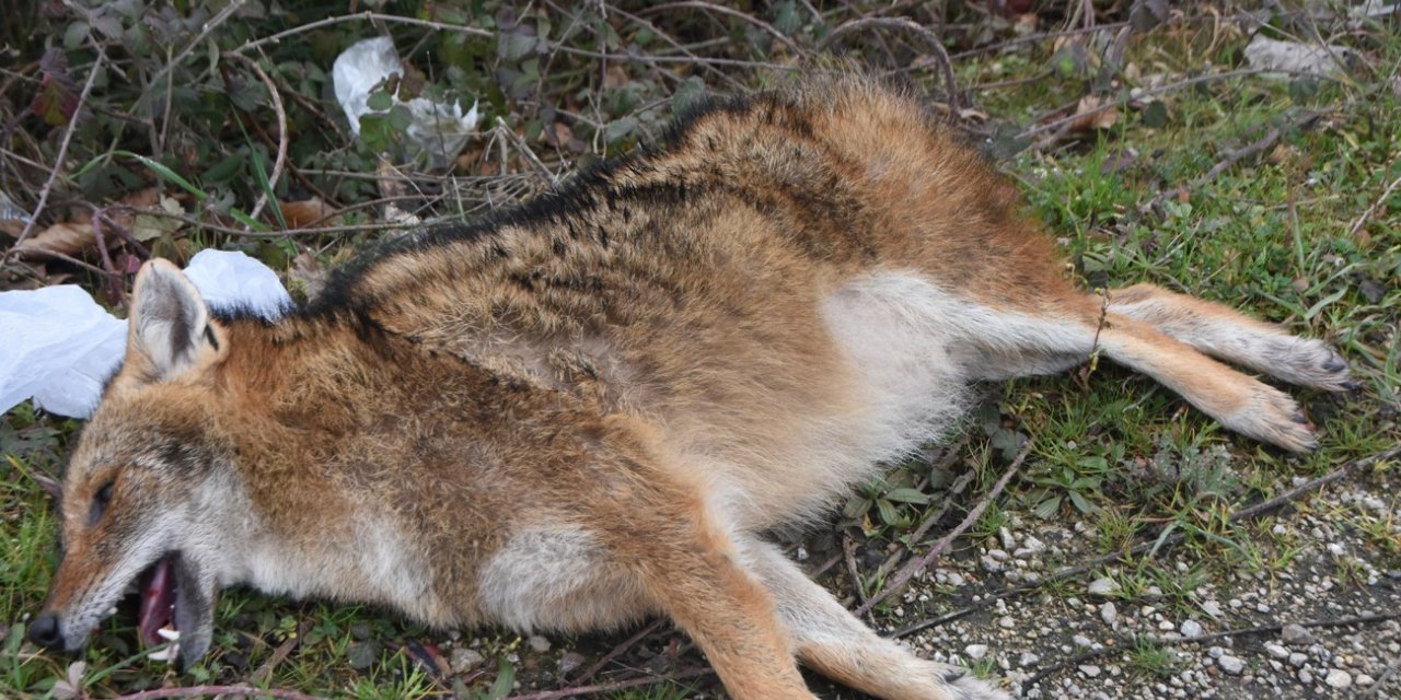 Otomobilin çarptığı çakal telef oldu