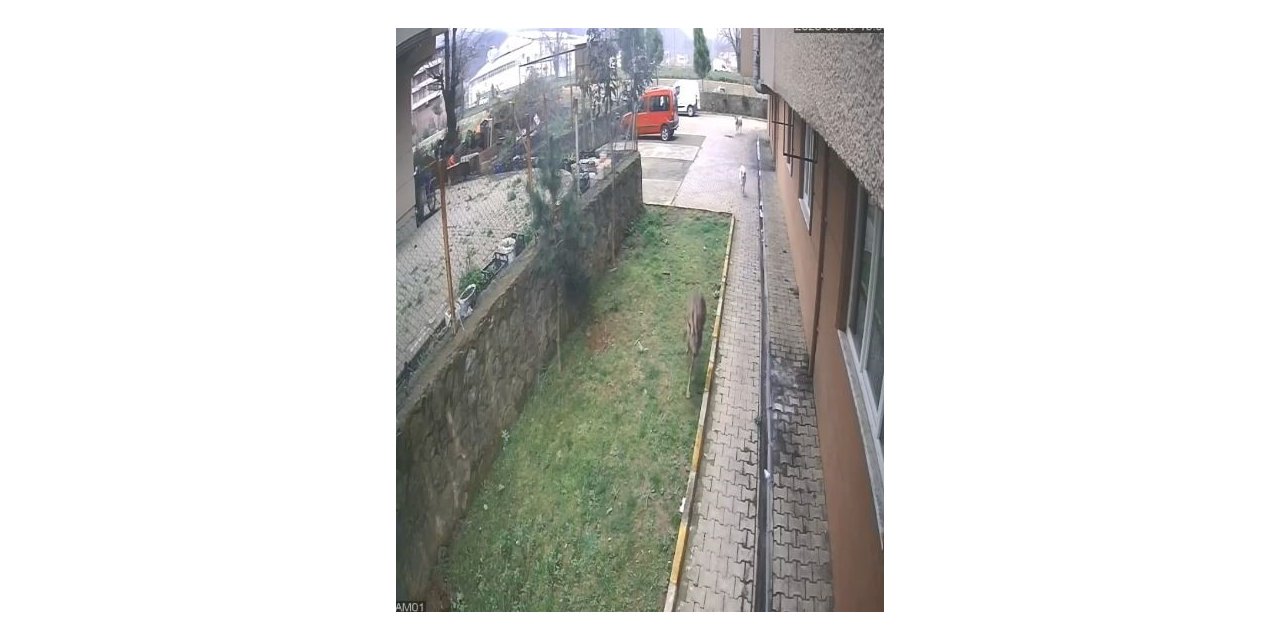 Artvin’de köpeklerin kovaladığı karacayı site sakinleri kurtardı