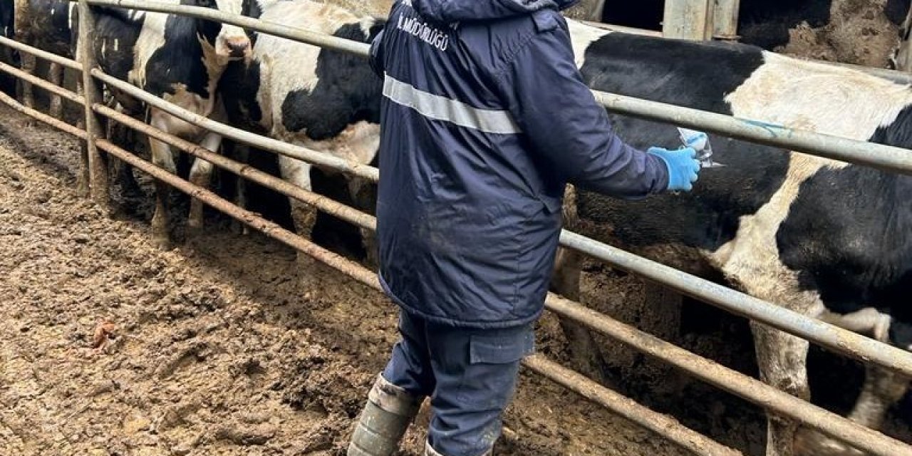 Şap hastalığına karşı aşılama atağı sürüyor