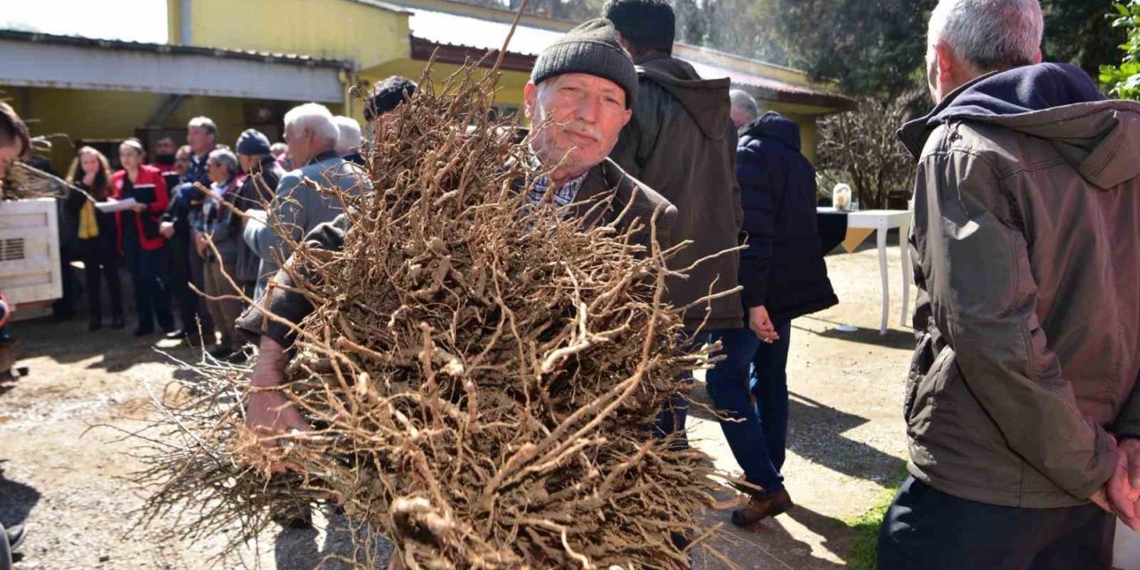 Balıkesir Büyükşehir’den çiftçiye hünnap ve mürdüm eriği desteği