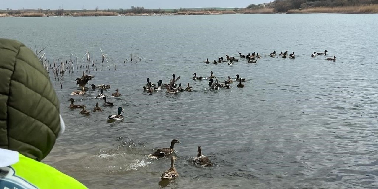 300 yaban ördeği doğaya salındı
