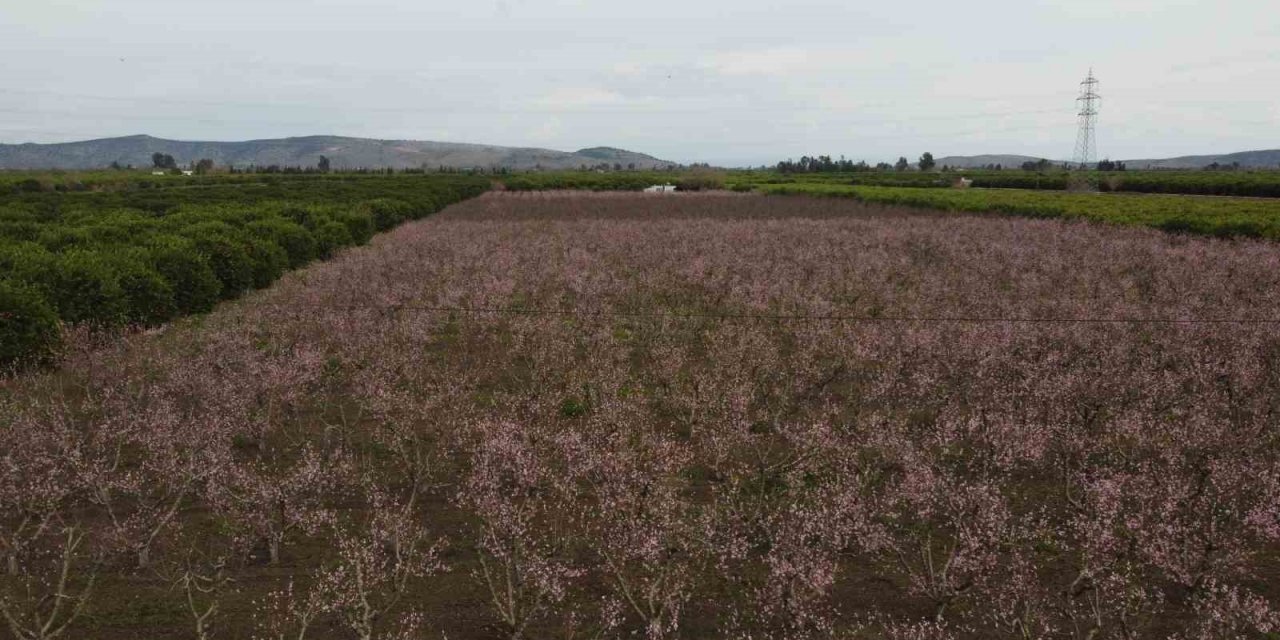 Çukurova’da bahçelerin görsel şöleni
