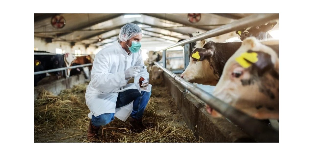 Şap virüsünü inaktif etmek mümkün:En az 70 santigrat ve 30 dakika