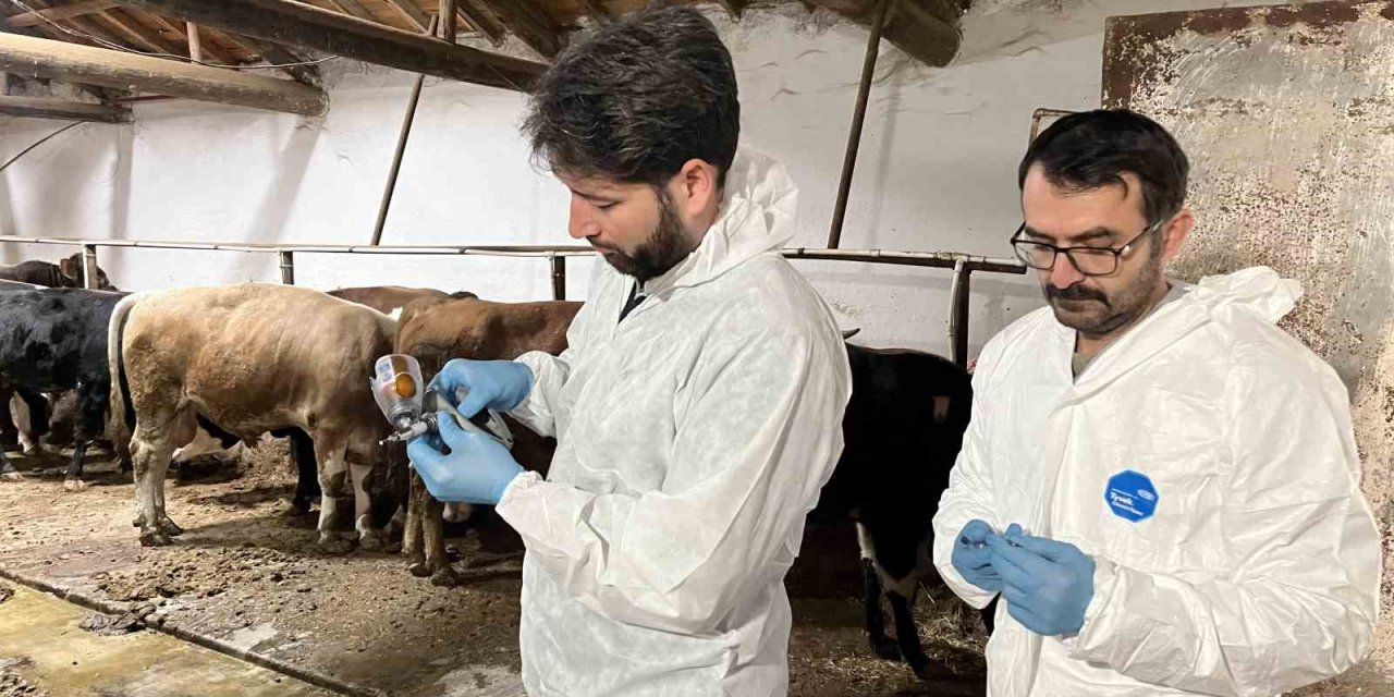 Şap hastalığına karşı ekipler sahada