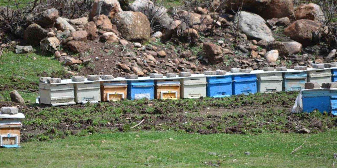 Aç kalan domuz sürüsü arı kovanlarına dadandı