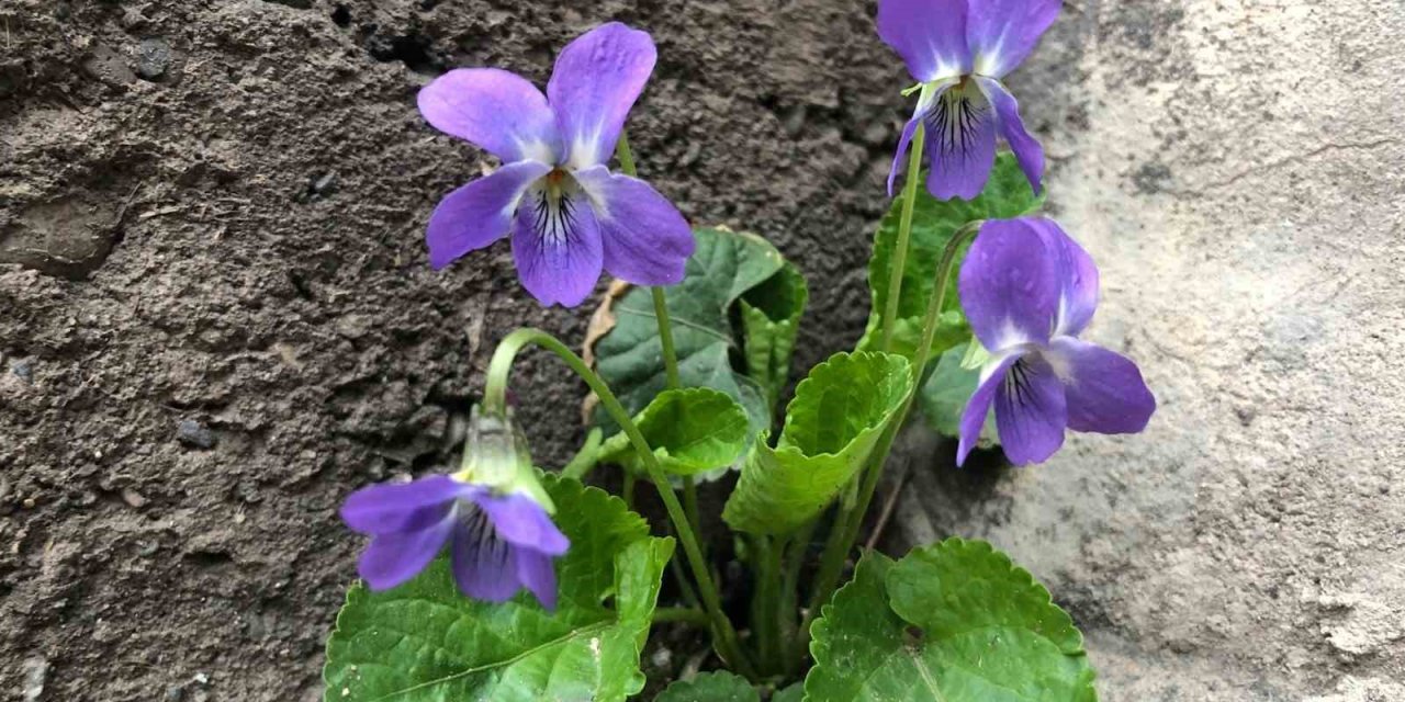 Baharın müjdecisi mavi menekşeler bahçeleri süslemeye başladı