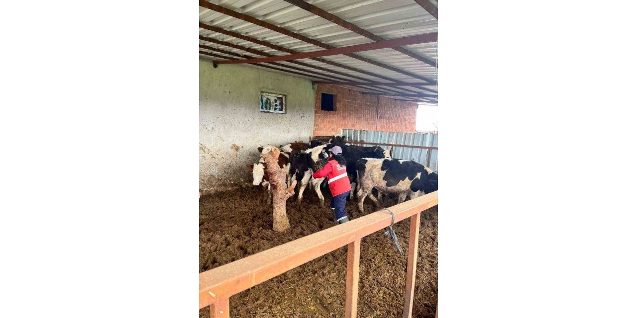 Şap hastalığına karşı alınan önlemler devam ediyor