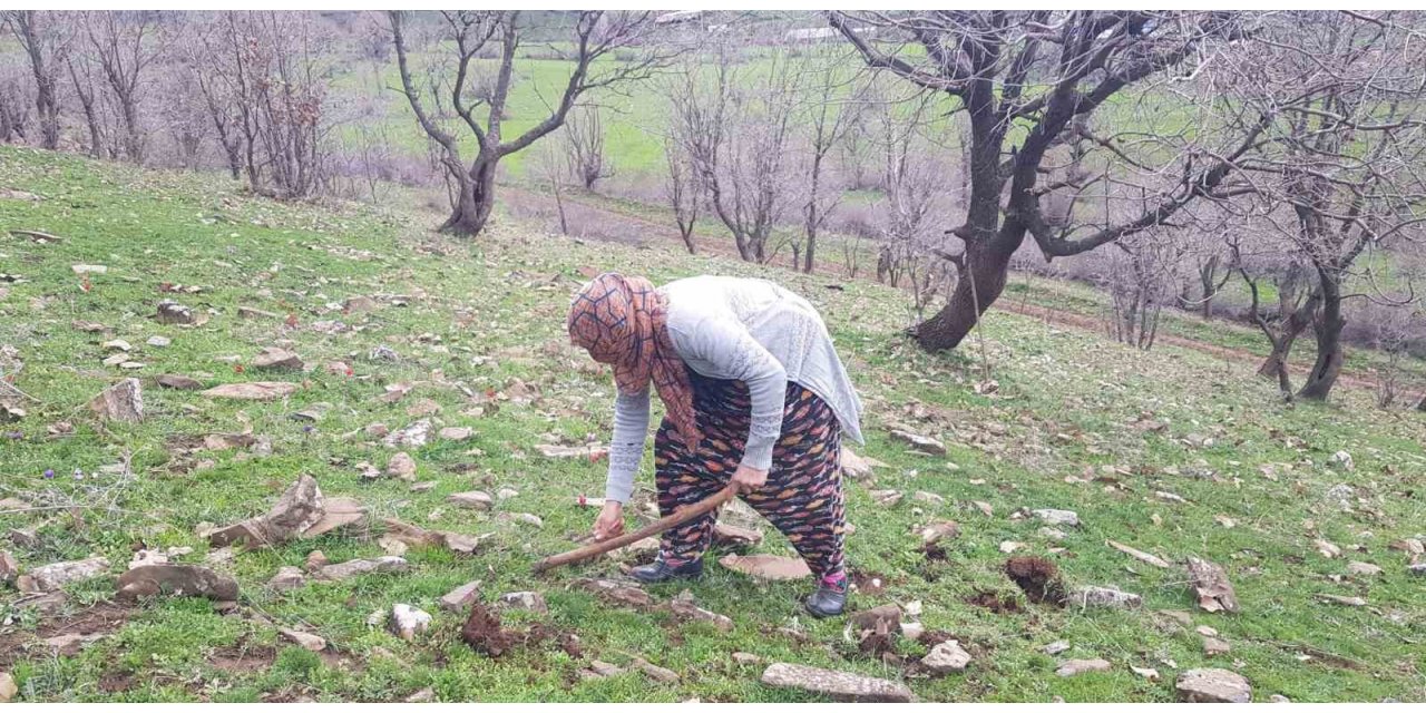 Derecik’te kenger bitkisini toplama sezonu başladı