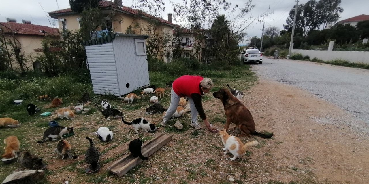 Rus gelin, tek başına 250 kediyi sahiplendi