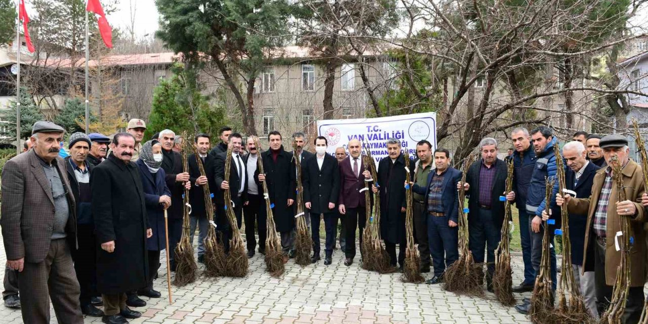 Çatak’ta 19 bin 250 ceviz fidanı dağıtıldı