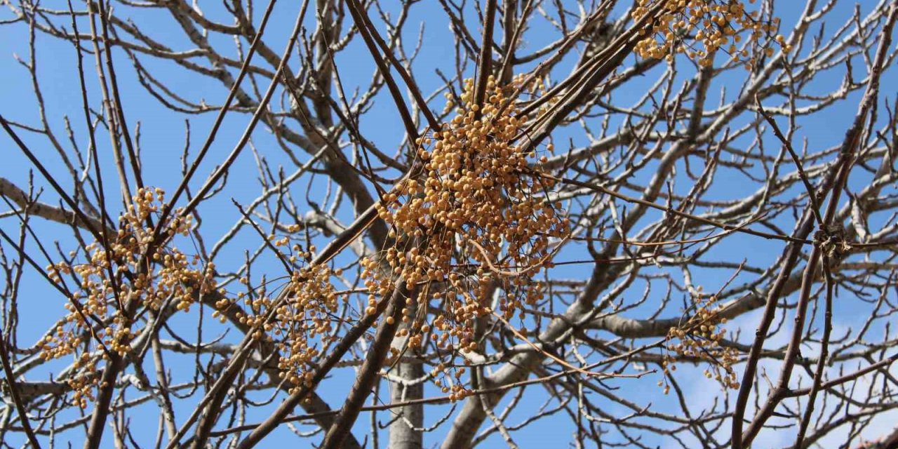Aydın’da ilginç manzara, görenler gözlerine inanamıyor