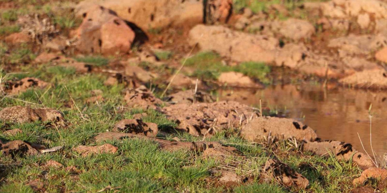Diyarbakır’ın bir mahallesinde tırtıl yoğunluğu: Vatandaş tedirgin