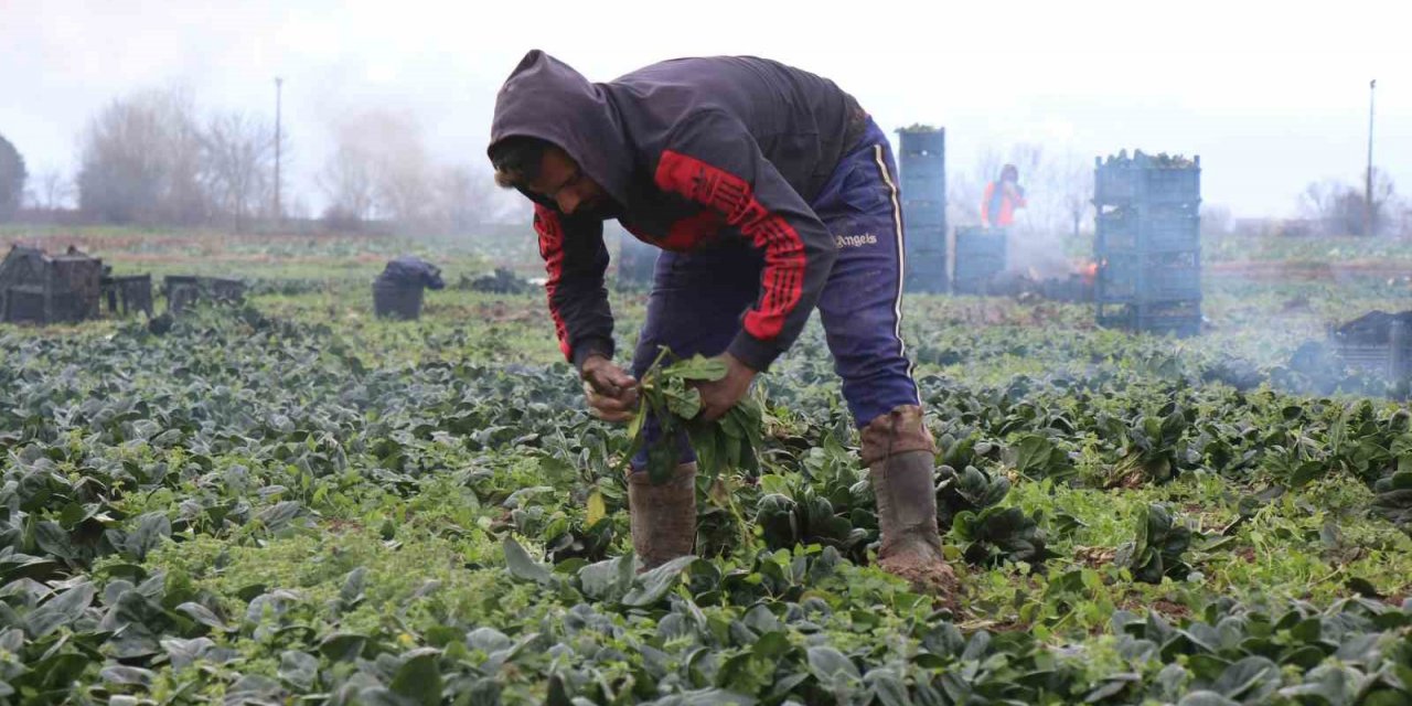 Tarlada 5, markette 10 lira