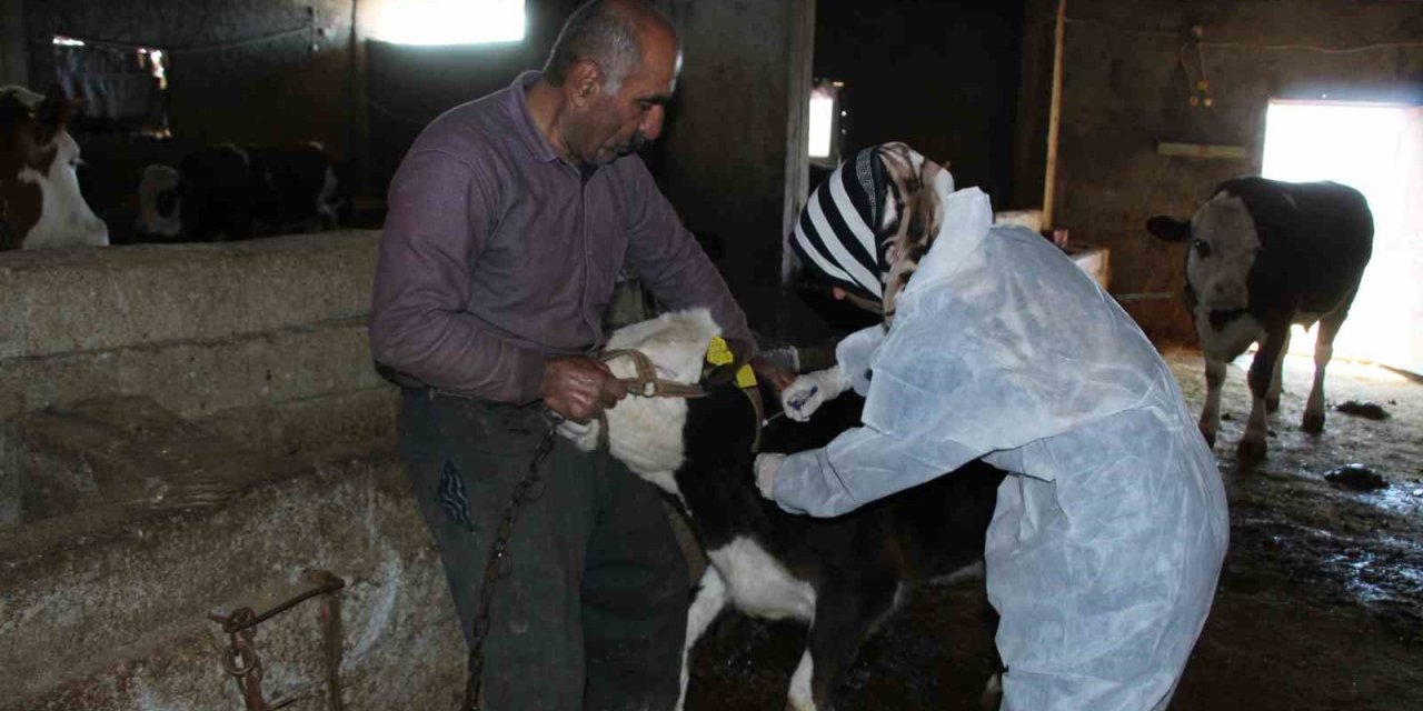 Şırnak’ta şap hastalığına karşı 90 bin büyükbaş aşılanacak