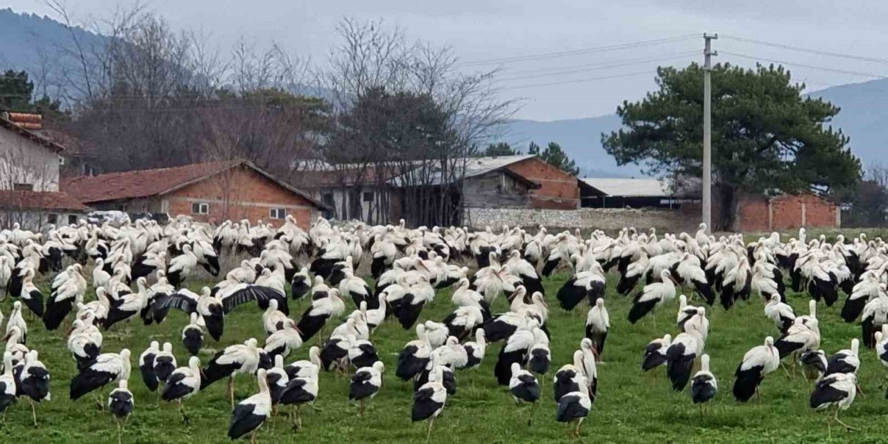 Göçmen leylekler Domaniç’te mola verdi