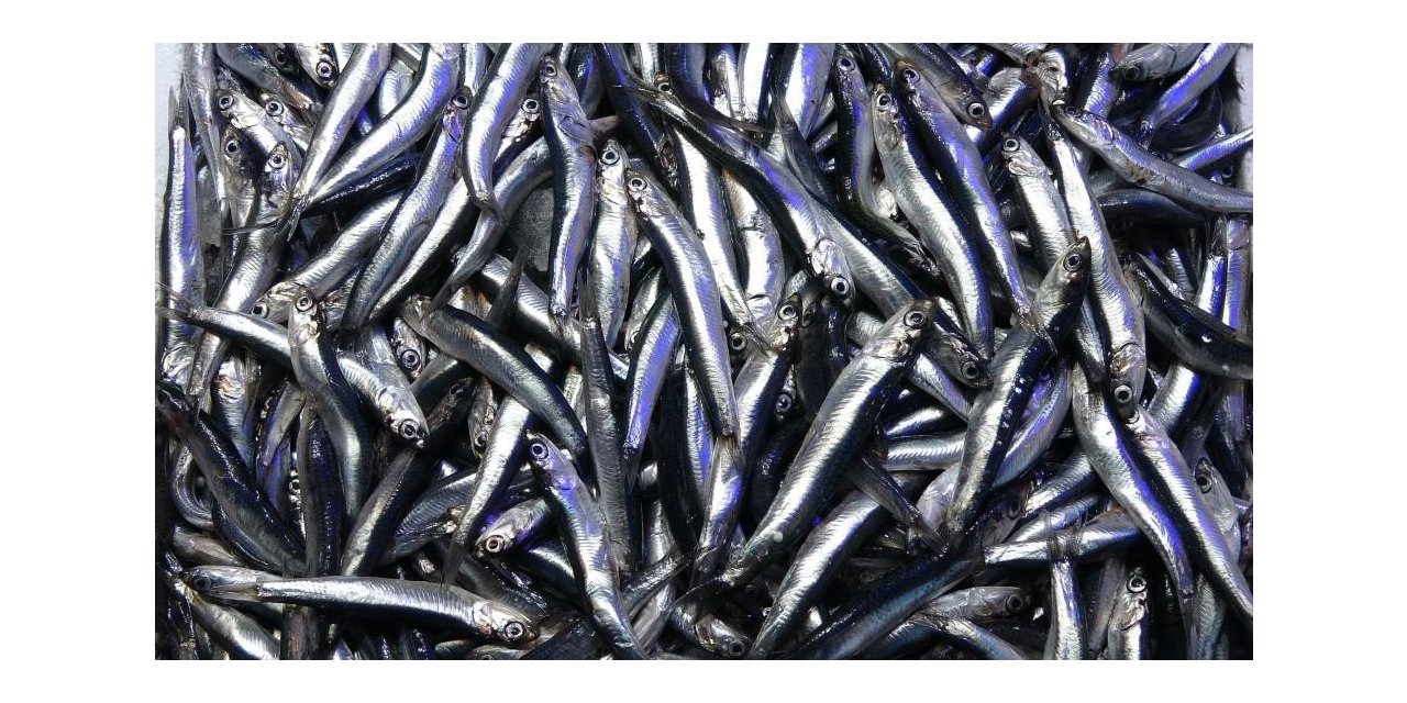 Hamsi ihracatında düşüş