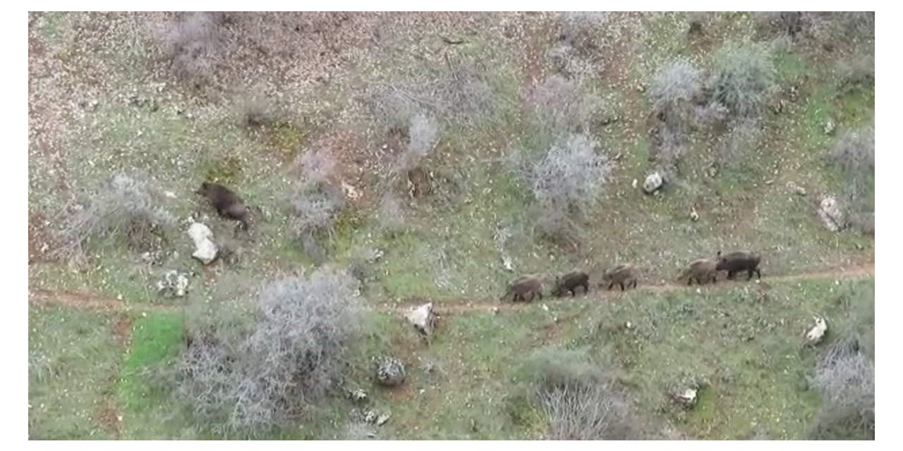 Siirt’te yemek arayan domuz sürüsü görüntülendi