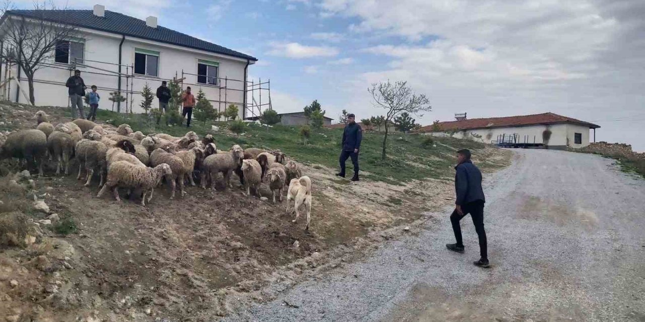 Eskişehir’de 33 küçükbaş hayvan dron desteğiyle bulundu