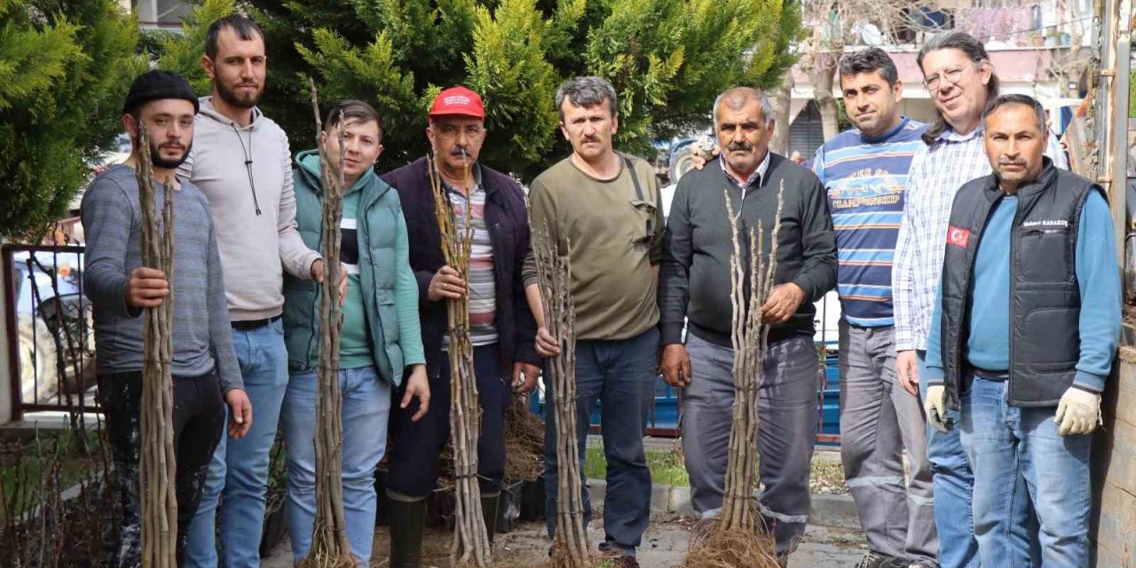 Nazilli’de 16 mahallede 10 bin incir fidanı dağıtıldı