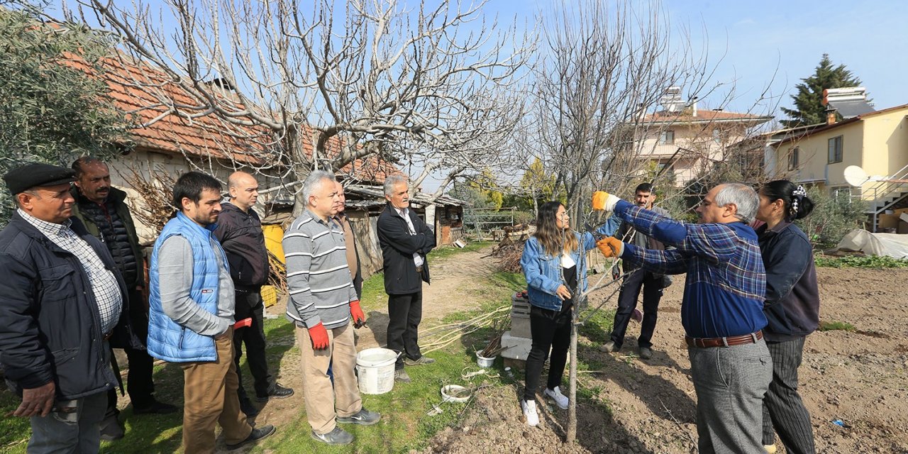 Pamukkale Belediyesinden budama ve aşılama kursu