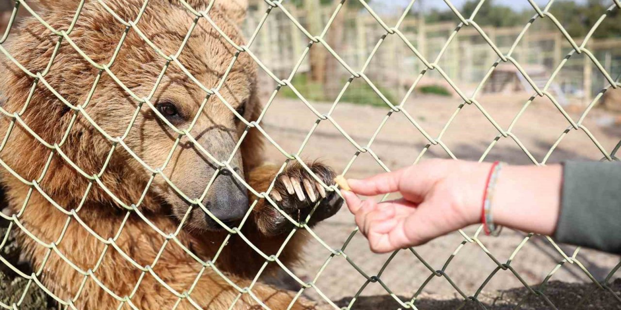 Dünya Ayı Günü’nde ayılara balkabağı pastası